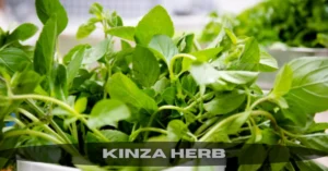 kinza herb
