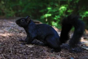 Rat Control Vancouver