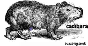 cadibara