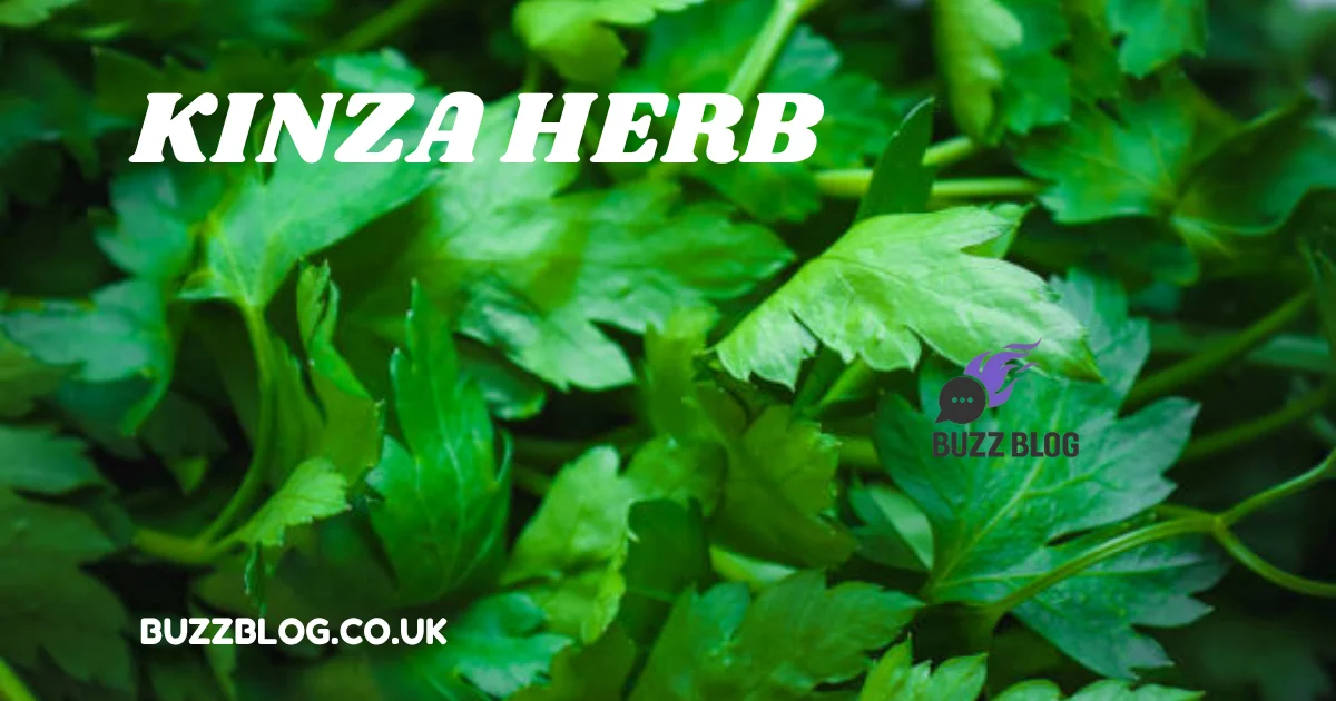 kinza herb
